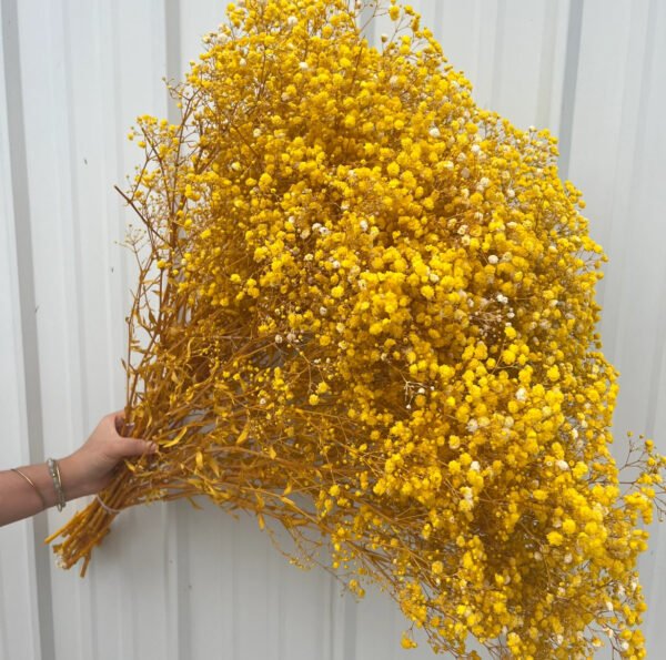 Dried Babys Breath Flowers [YELLOW]