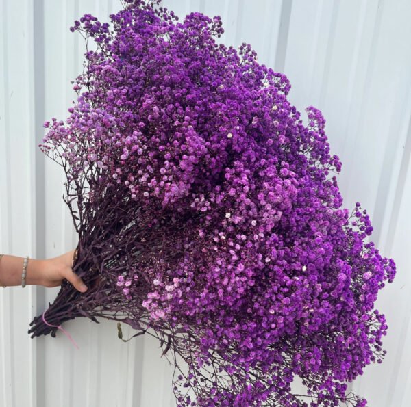 Dried Babys Breath Flowers [PURPLE]