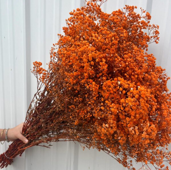 Dried Babys Breath Flowers [ORANGE]